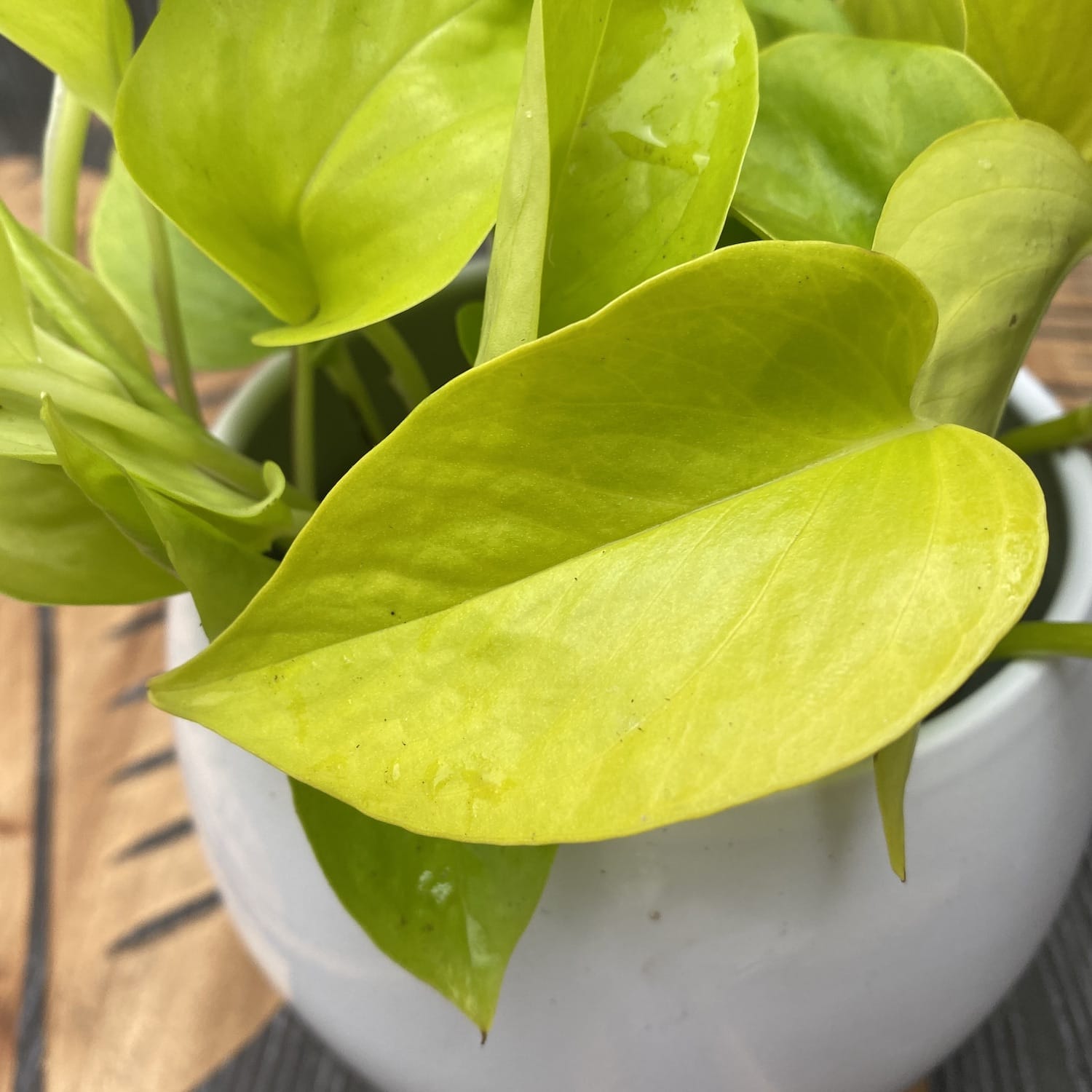 Epipremnum aureum 'Neon' (Neon Pothos) - exemplare XL