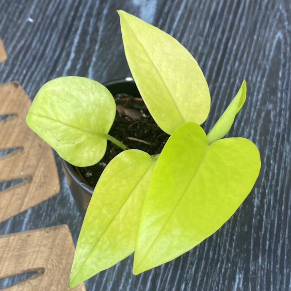 Epipremnum aureum 'Neon' (Neon Pothos) *Babypflanze