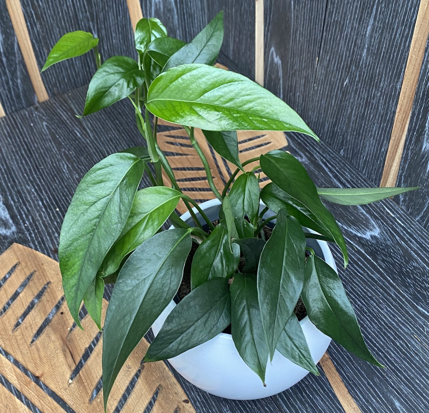 Epipremnum pinnatum ‘Blue Form’ (dark green with blue reflexions)