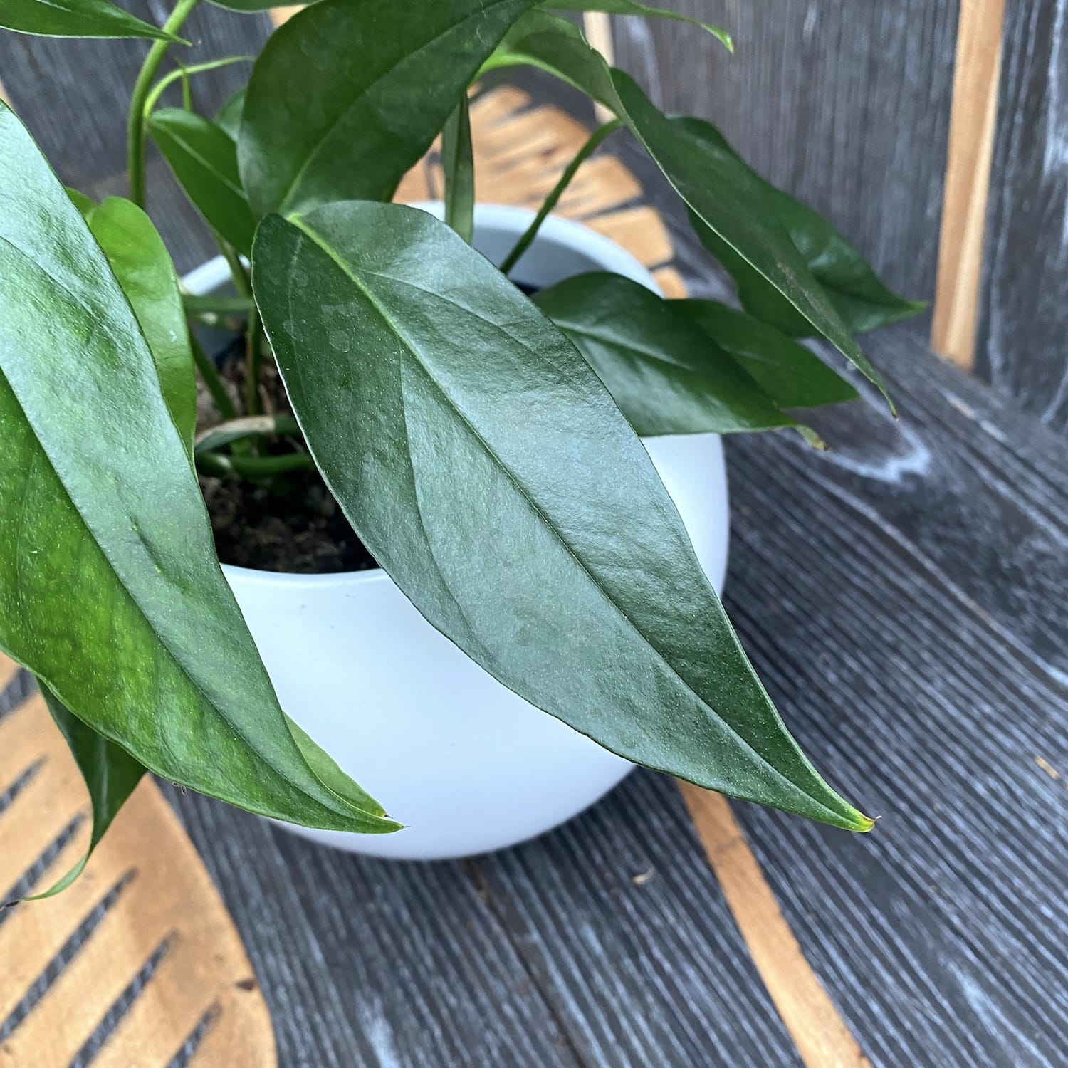 Epipremnum pinnatum ‘Blue Form’ (dark green with blue reflexions)