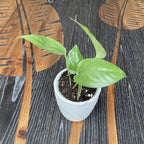 Epipremnum pinnatum ‘Cebu Blue' (feuilles bleu argenté) *jeune plante