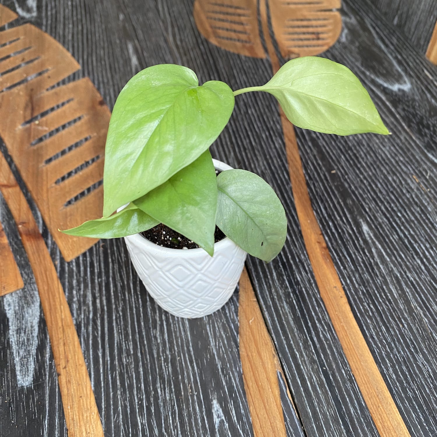 Epipremnum pinnatum ‘Cebu Blue' (silver-blue leaves) *babyplant