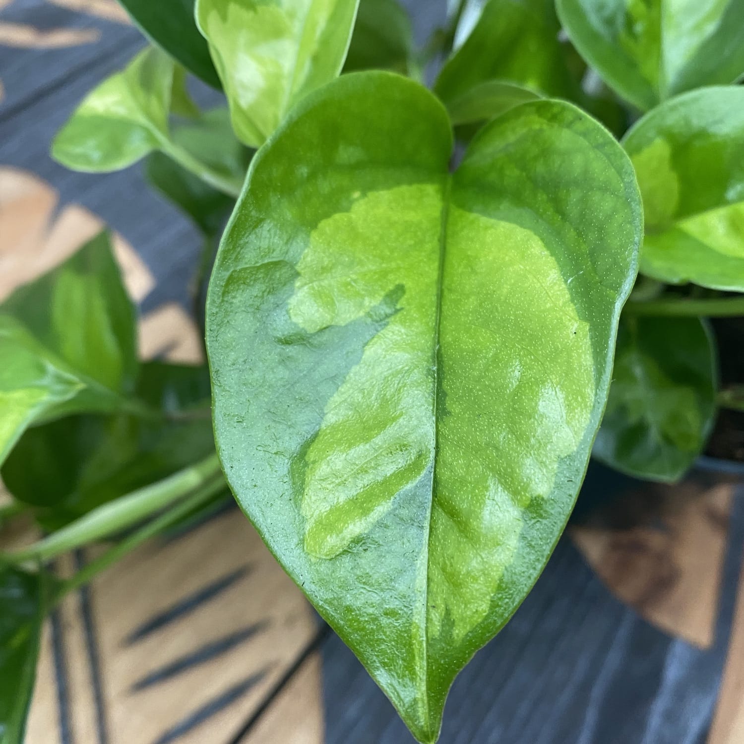 Epipremnum pinnatum 'Global Green' (3-4 plante/ghiveci)