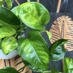 Epipremnum pinnatum 'Global Green' (3-4 plante/ghiveci)