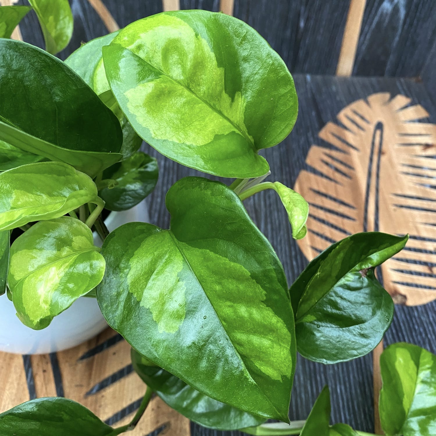 Epipremnum pinnatum 'Global Green' (3-4 plante/ghiveci)