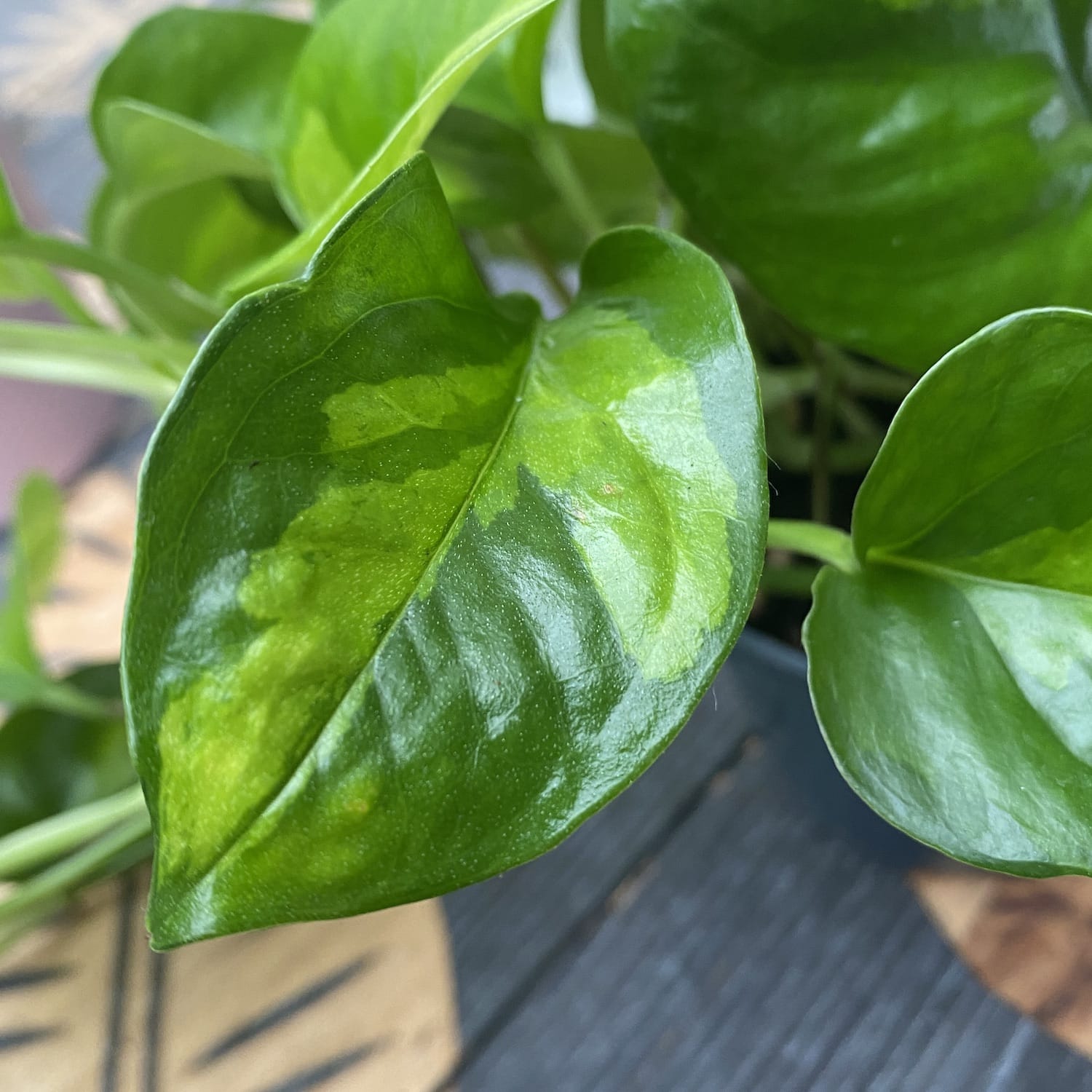 Epipremnum pinnatum 'Global Green' (3-4 plante/ghiveci)