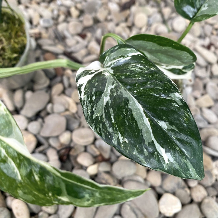 Epipremnum pinnatum 'White Variegated' (Epipremnum Pinnatum Albo)