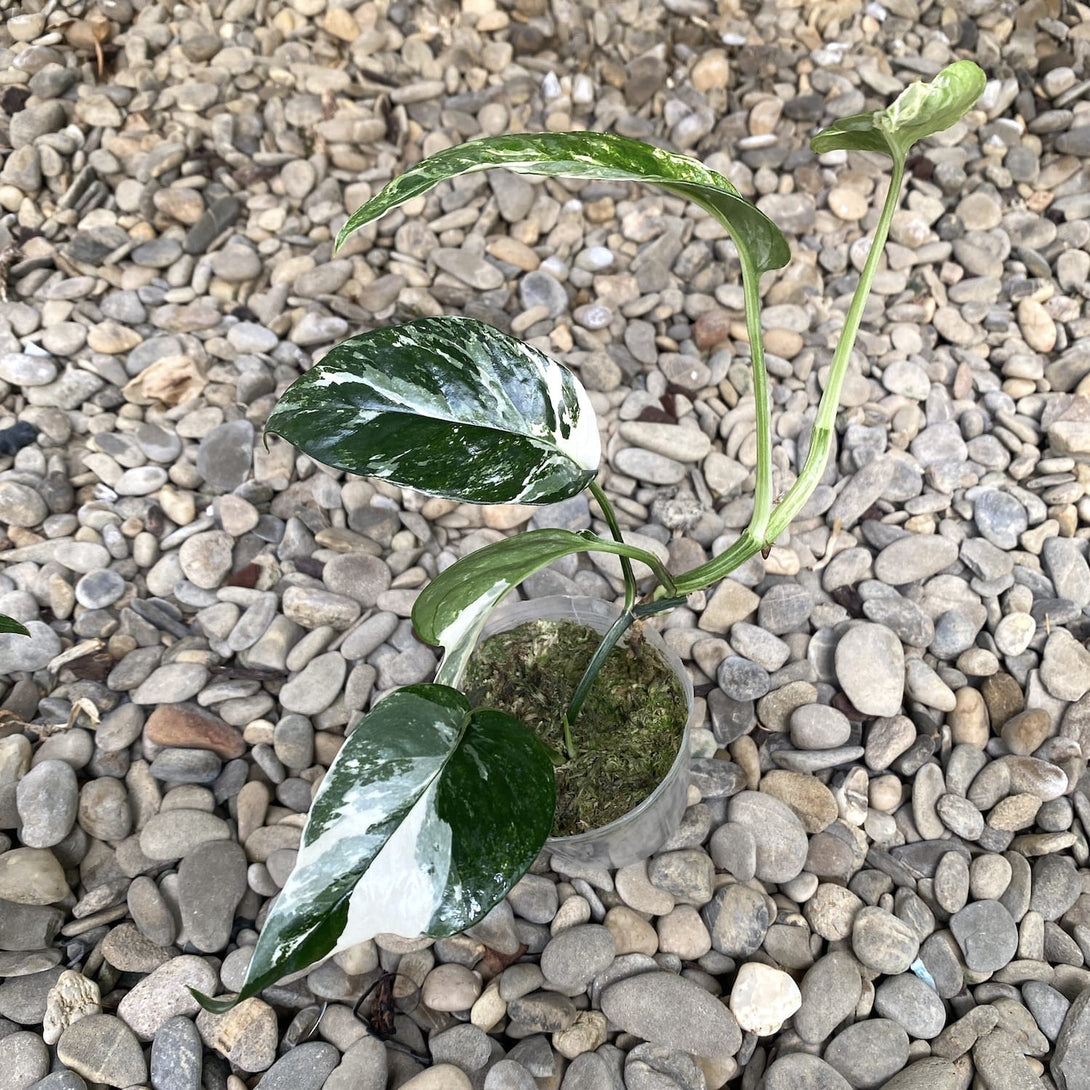 Epipremnum pinnatum 'White Variegated' (Epipremnum Pinnatum Albo)