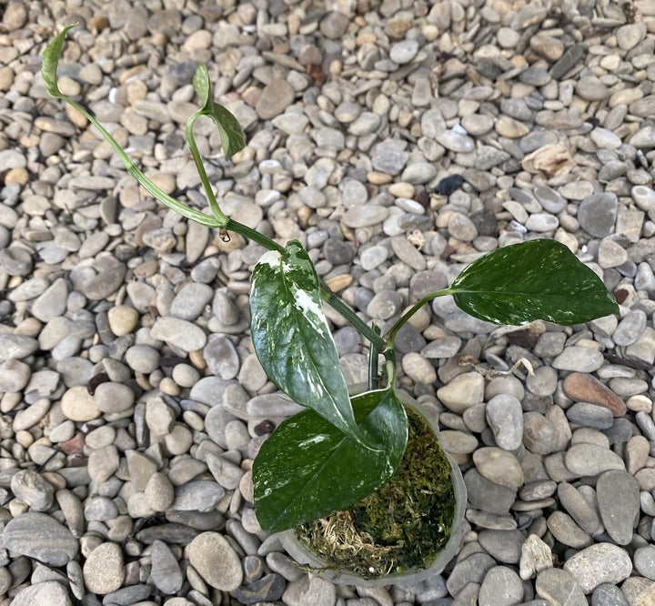 Epipremnum pinnatum 'White Variegated' (Epipremnum Pinnatum Albo)