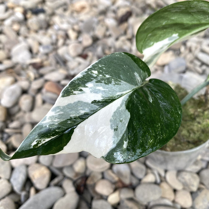 Epipremnum pinnatum 'White Variegated' (Epipremnum Pinnatum Albo)