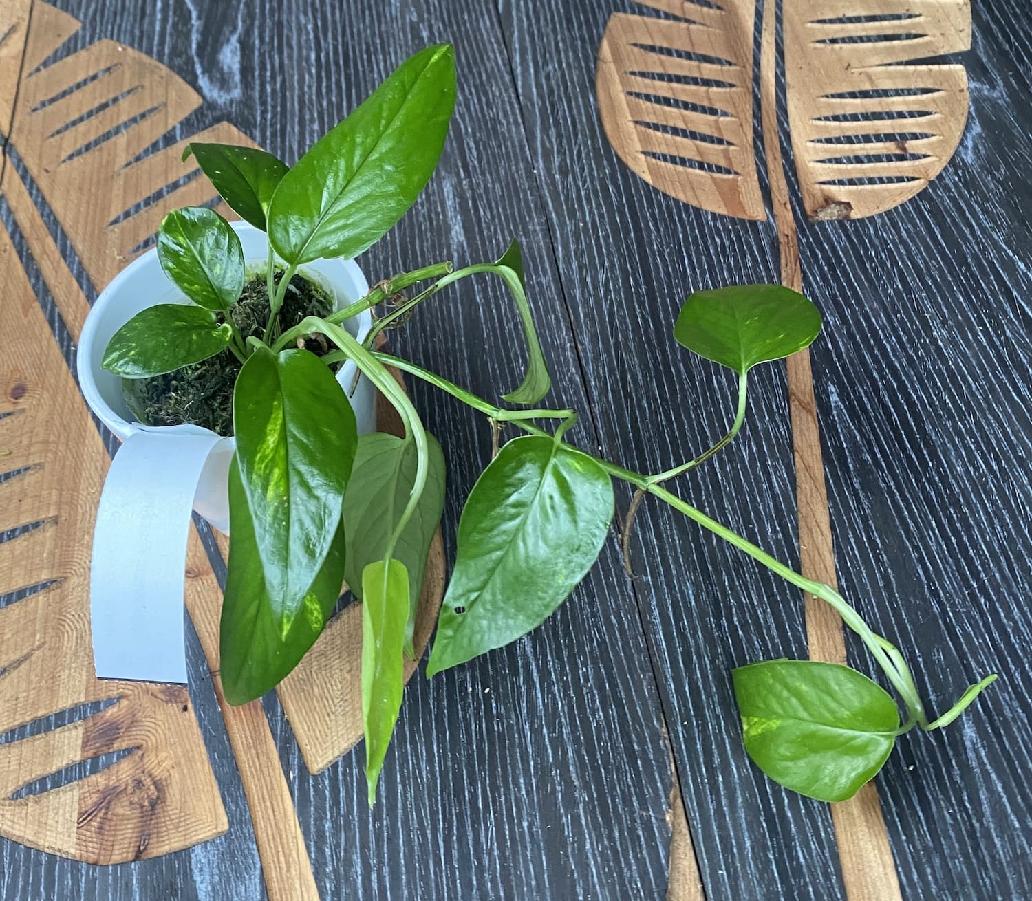 Epipremnum Pinnatum 'Yellow Variegated' (Aurea, Yellow Variegation)