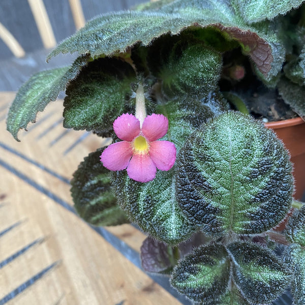 Episcia Pink Panther (2-3 plante/ghiveci)