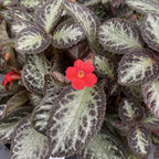 Episcia Red Devil