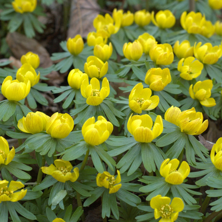 Eranthis Hyemalis - Anemone de iarna