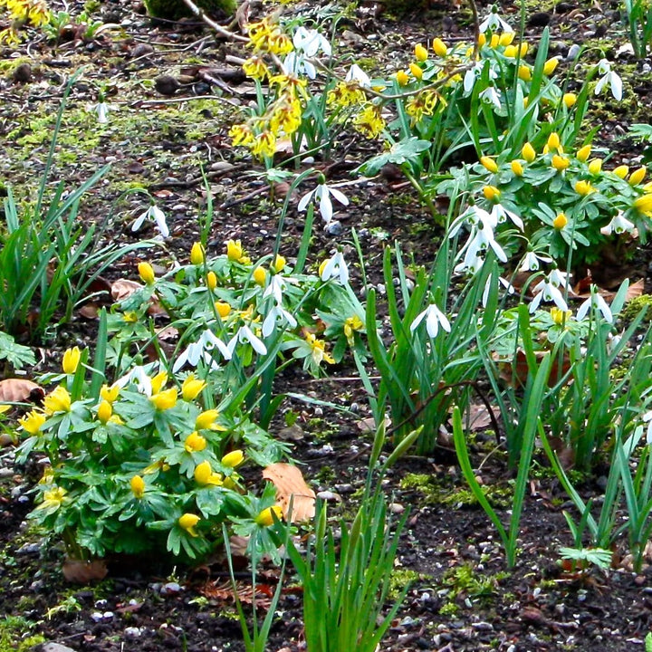 Eranthis Hyemalis - Anemone de iarna