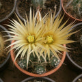 Escobaria missouriensis - Missouri Foxtail Cactus, cactus miniatural rezistent la ger
