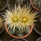 Escobaria missouriensis - Missouri Foxtail Cactus, cactus miniatural rezistent la ger
