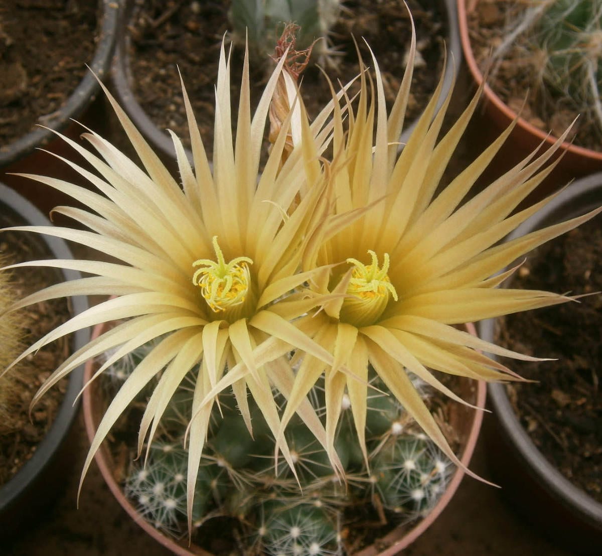 Escobaria missouriensis (Missouri Foxtail Cactus)