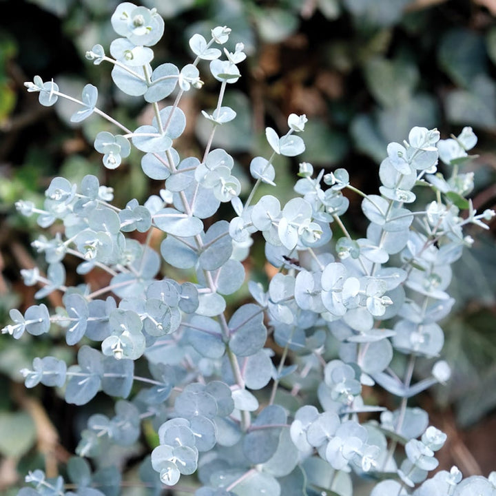 Eucalyptus gunnii 'Blue Ice'