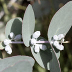 Eucalyptus cordata