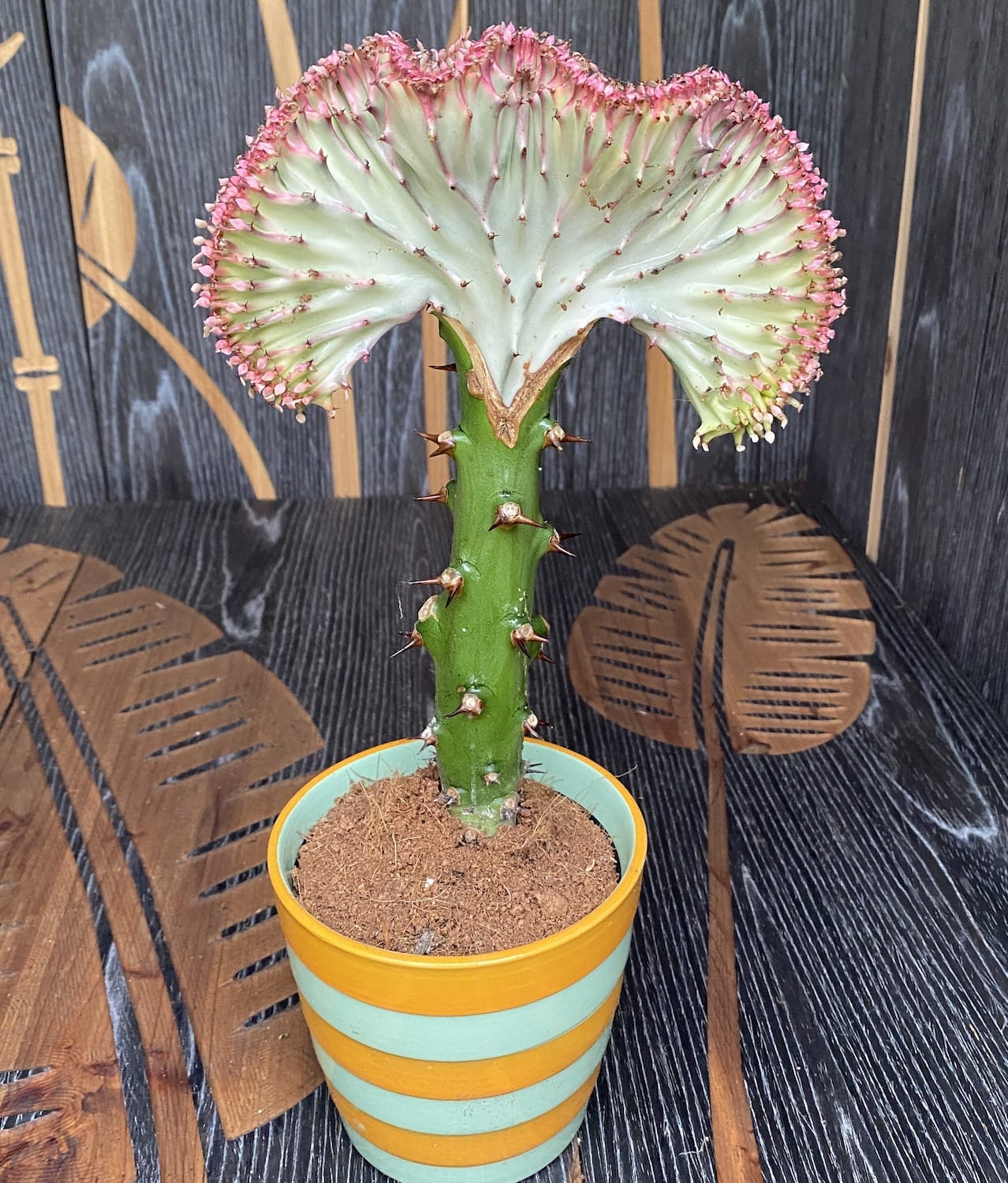 Euphorbia Lactea Cristata mix