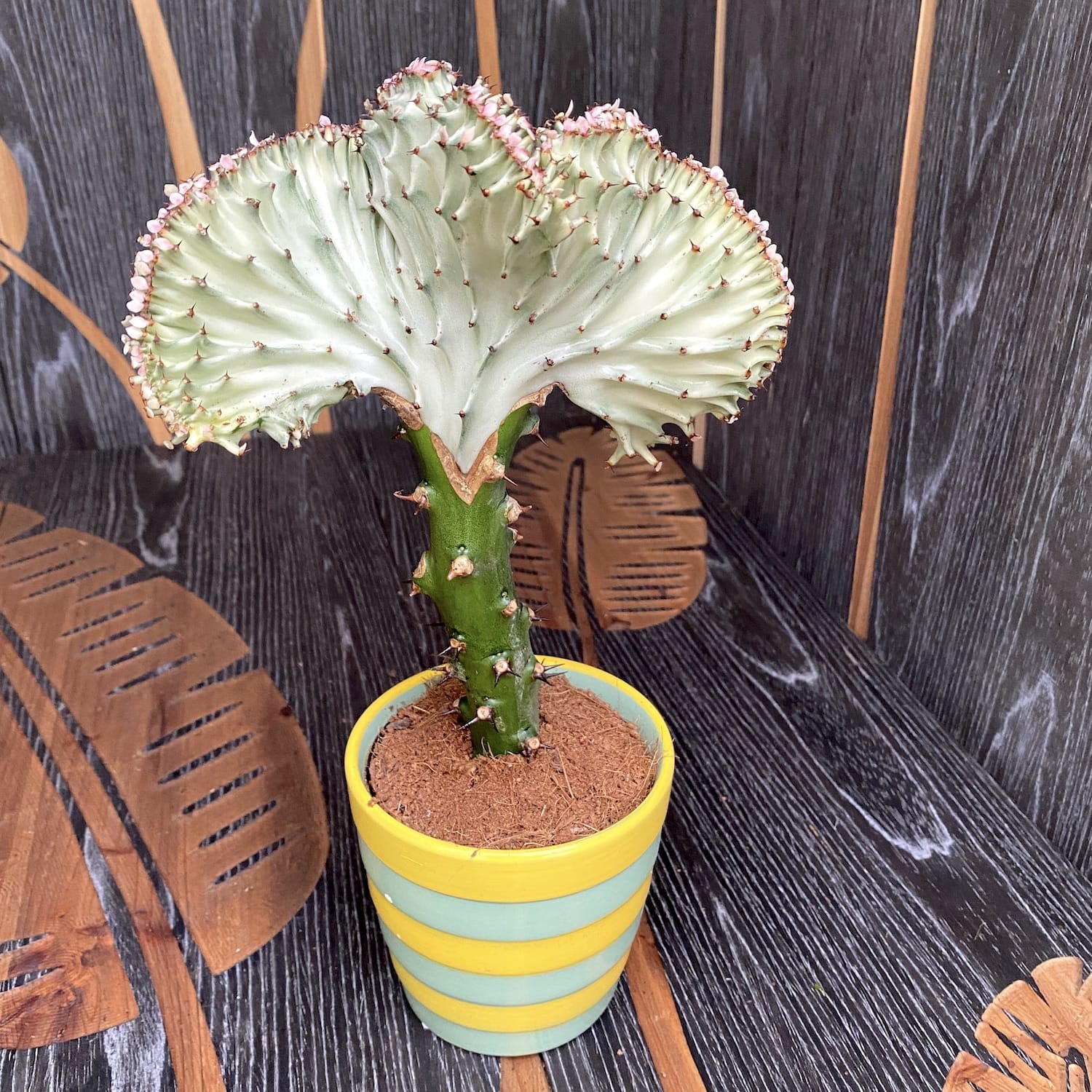 Euphorbia Lactea Cristata mix