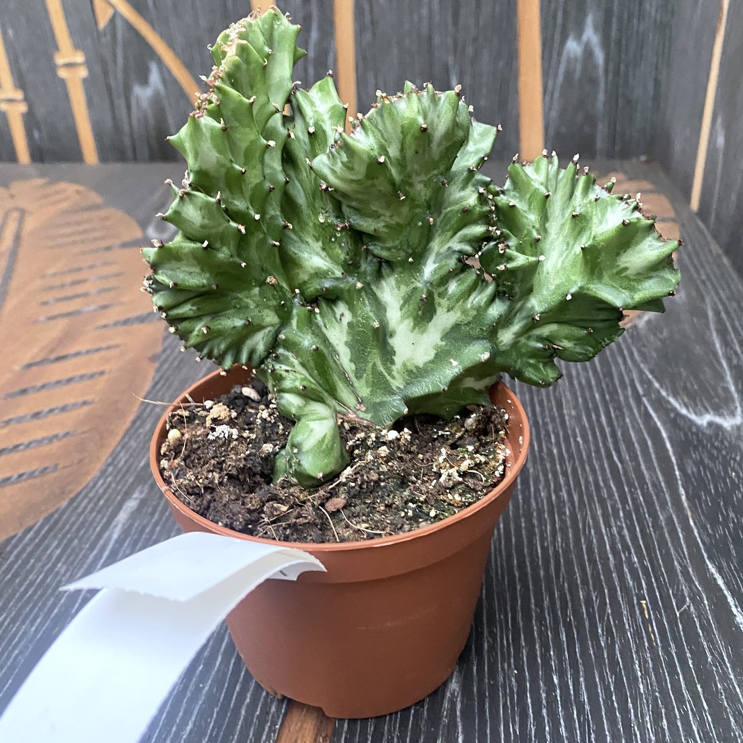 Euphorbia Lacteea Cristata