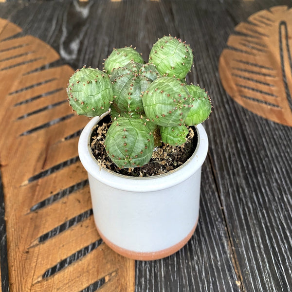 Euphorbia Suzannae (Suzanne's Spurge)