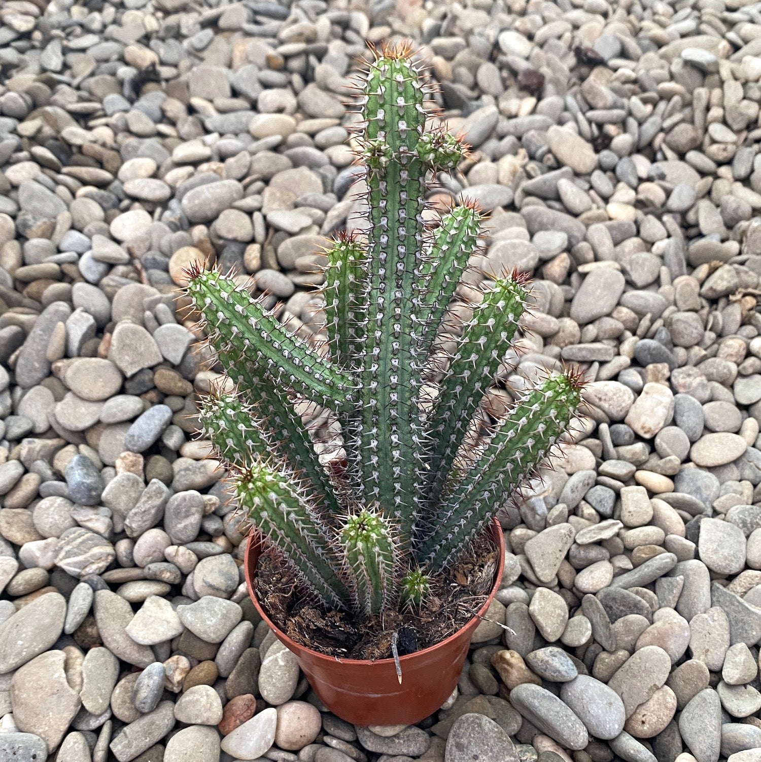 Diametru ghiveci_8 cm