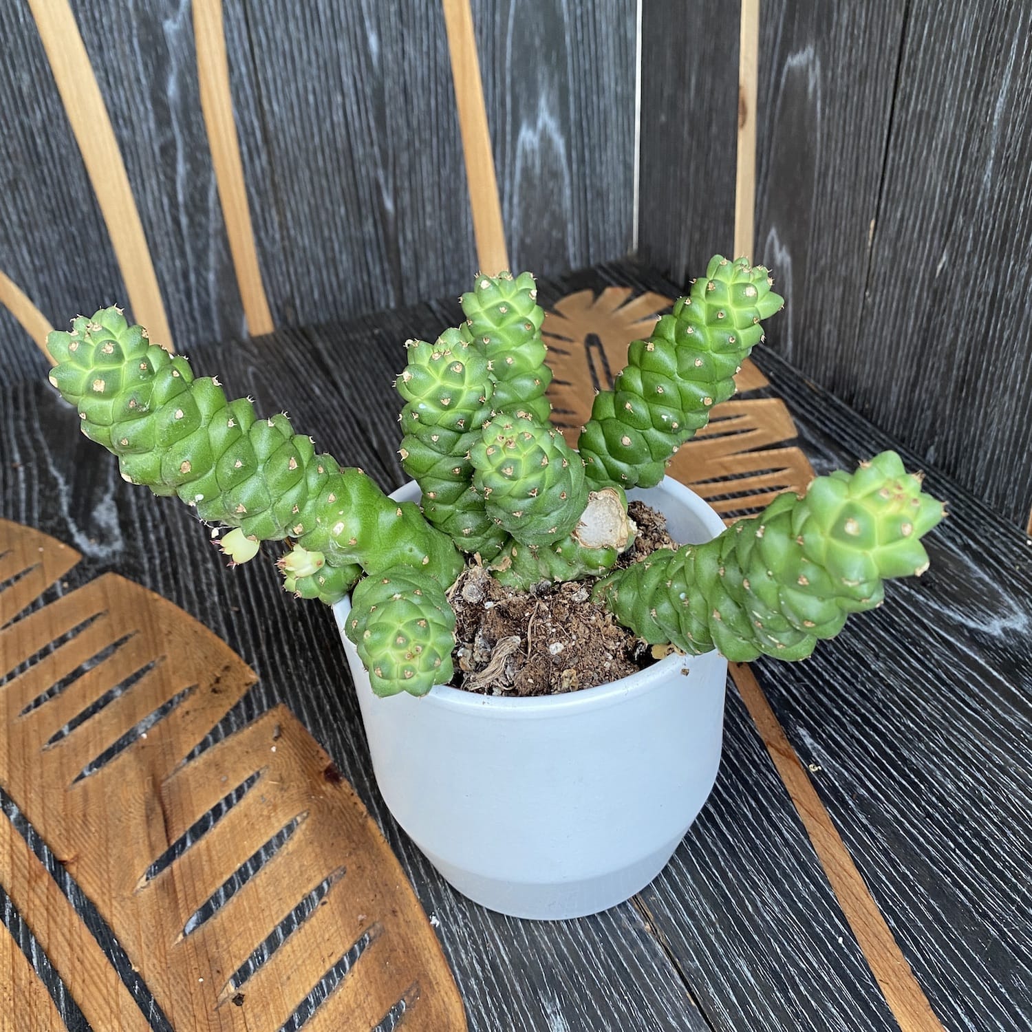 Euphorbia monadenium ritchii