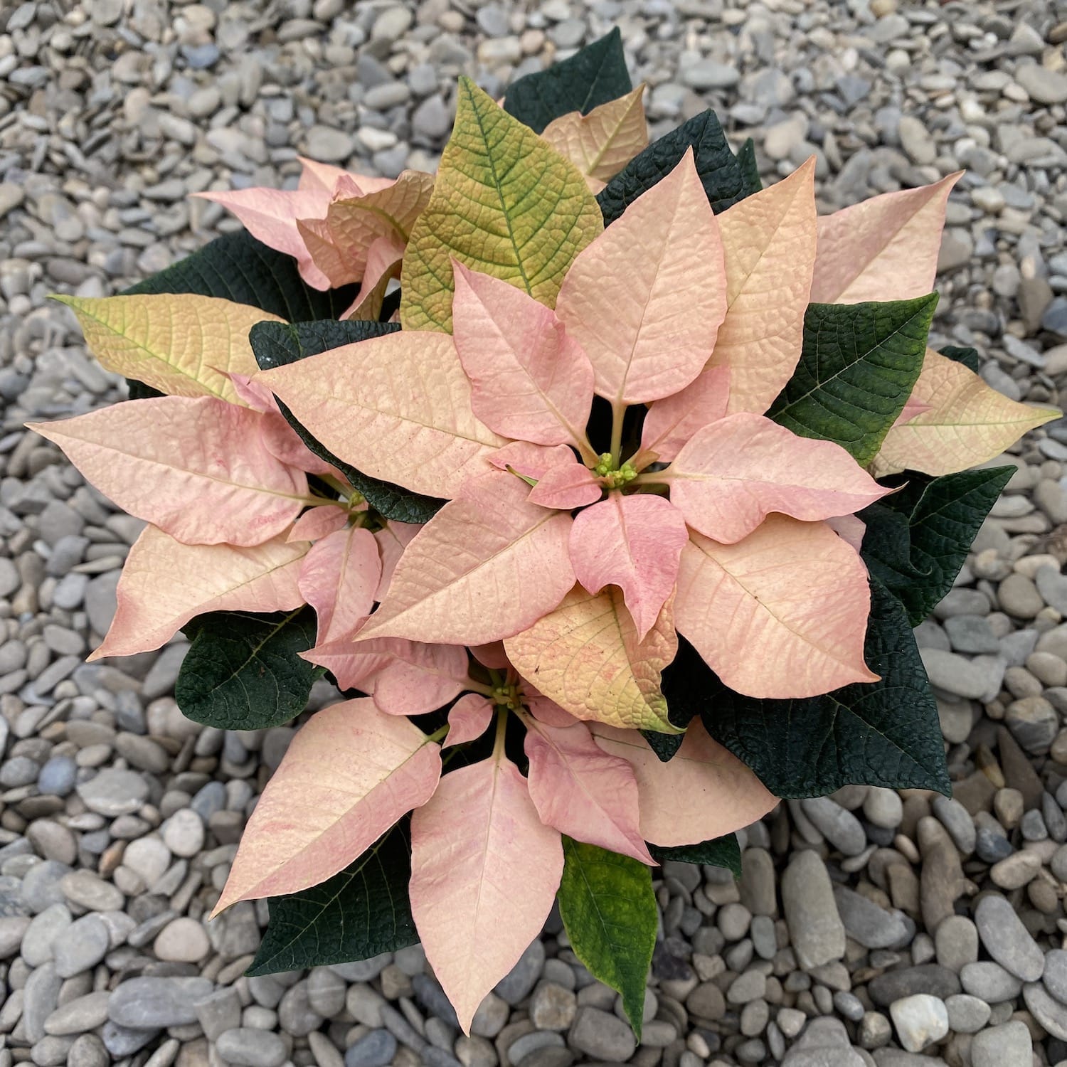 Euphorbia pulcherrima Autumn Leaves