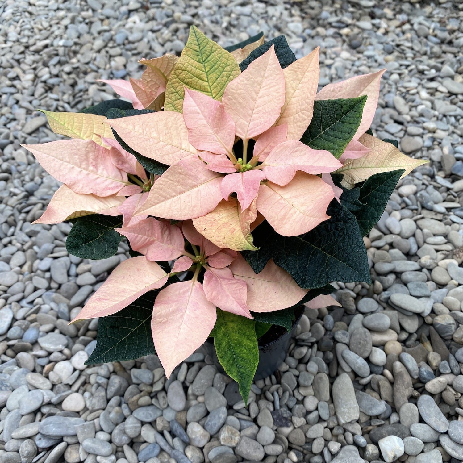 Euphorbia pulcherrima Autumn Leaves