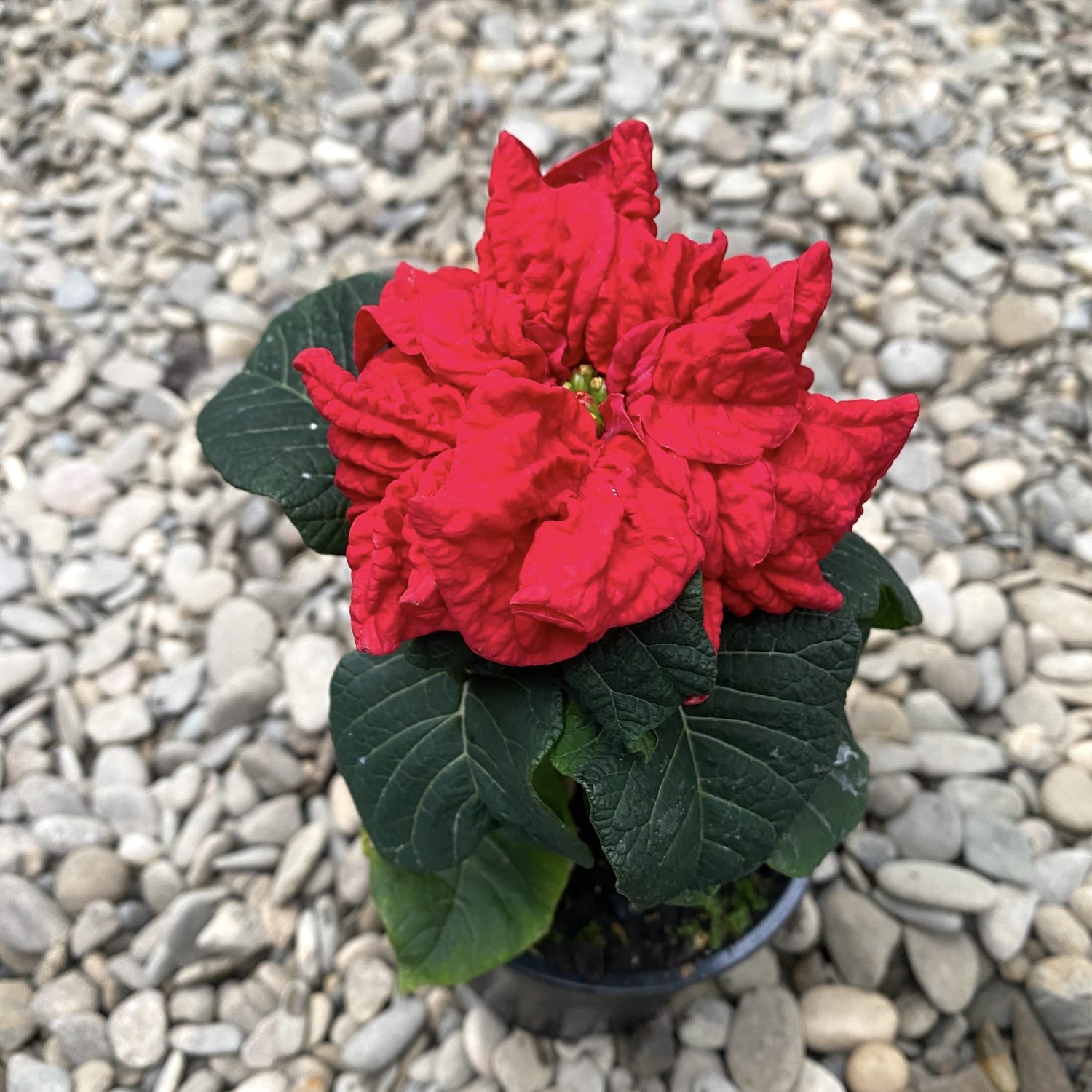 Euphorbia pulcherrima Winter Rose (floarea dubla)