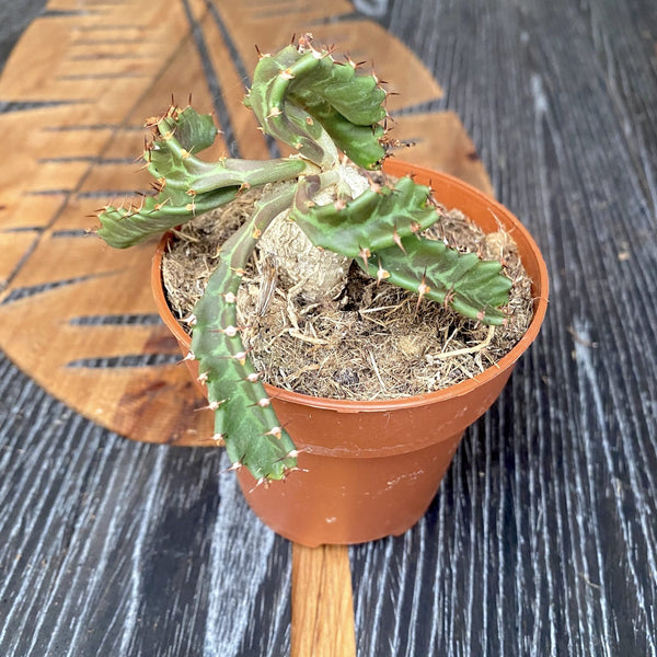 Euphorbia stellata (caudex) D9