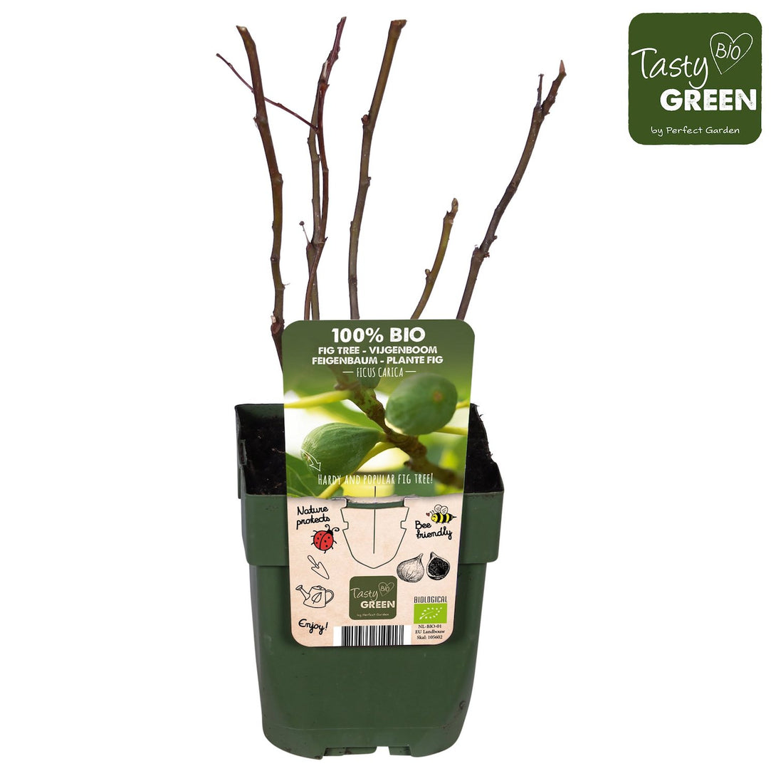 Smochin - Ficus carica 'Tasty Green' (crescut 100% biologic)