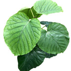 Ficus umbellata H110 cm (2 Pflanzen/Topf)