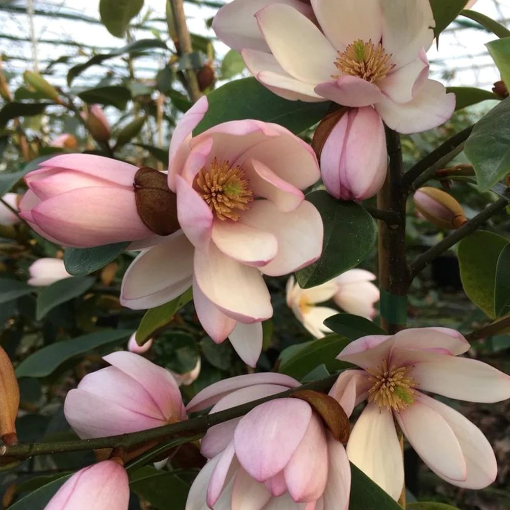 Magnolia Michelia 'Fairy Magnolia Blush'