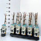 Fallopia aubertii (Polygonum aubertii) - schnell wachsende und reich blühende Kletterpflanze