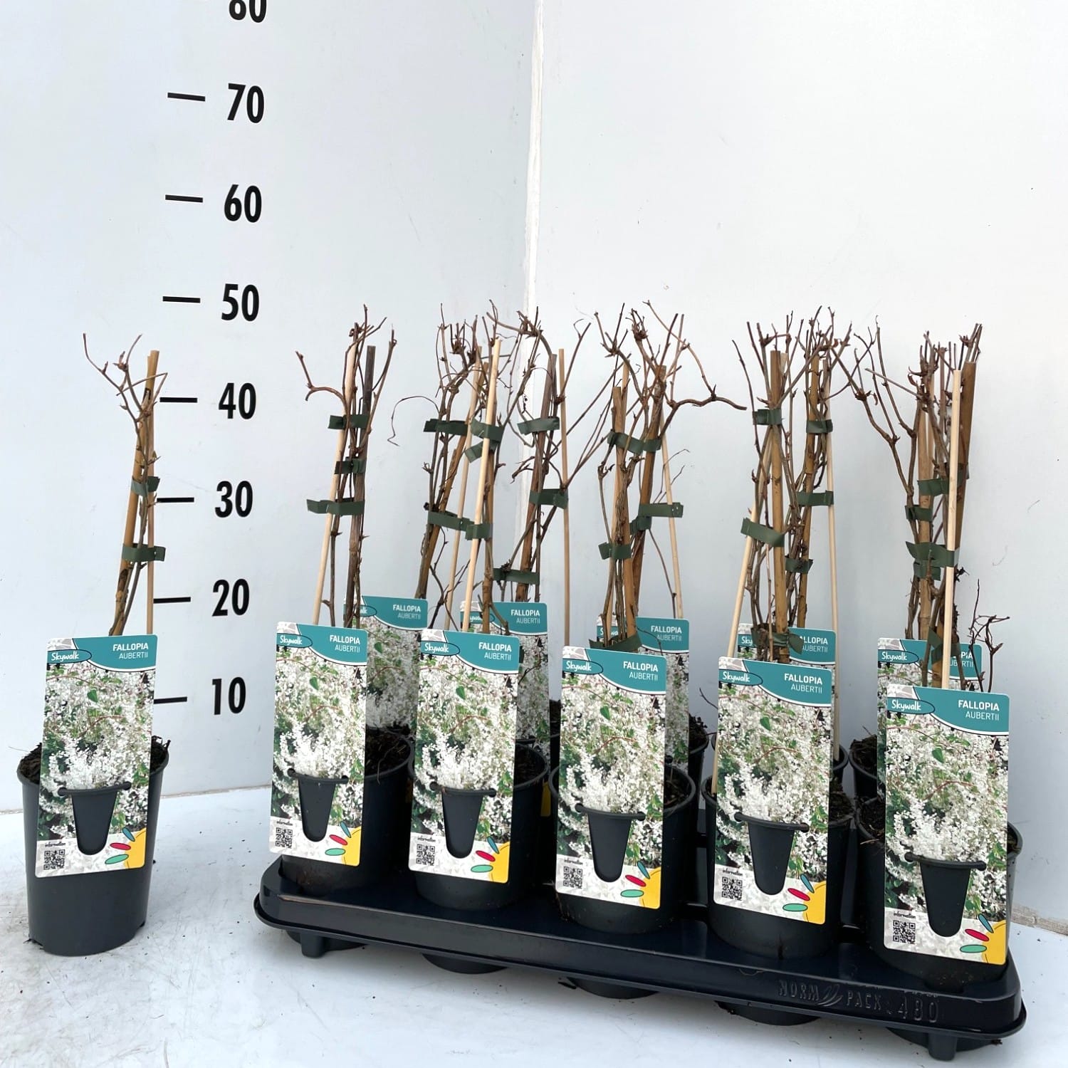 Fallopia aubertii (Polygonum aubertii) - liana cu crestere rapida si inflorire abundenta