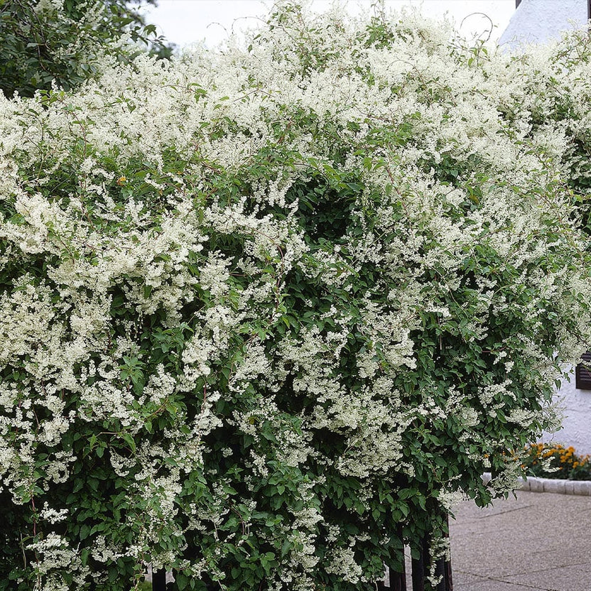 Fallopia aubertii (Polygonum aubertii) - liana cu crestere rapida si i ...