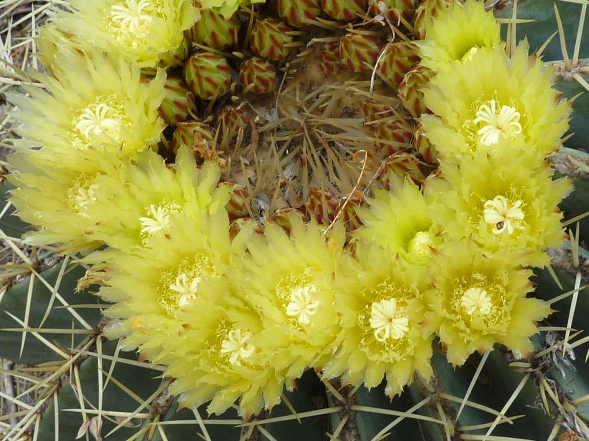 Ferocactus glaucescens