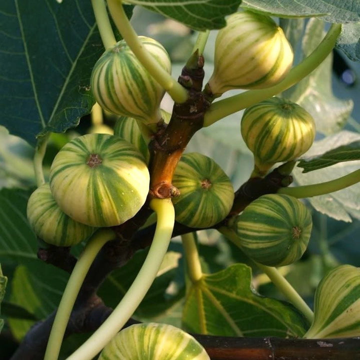 Ficus Carica PANACHEE - Ficus carica 'Bizzaria Di Sori'