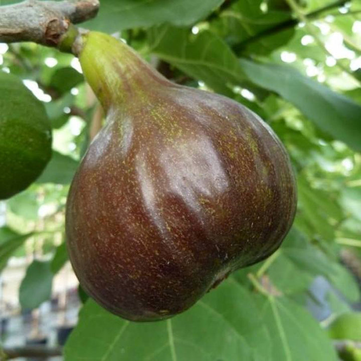 Smochin - Ficus carica 'Bornholm'