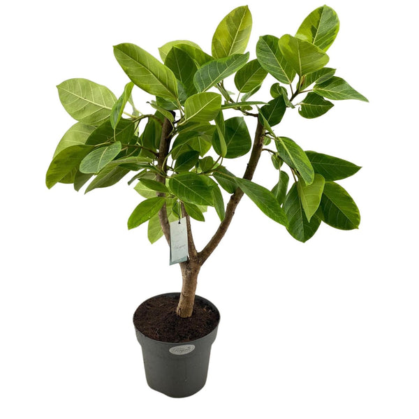 Ficus altissima 'Yellow Gem' variegated ramificat