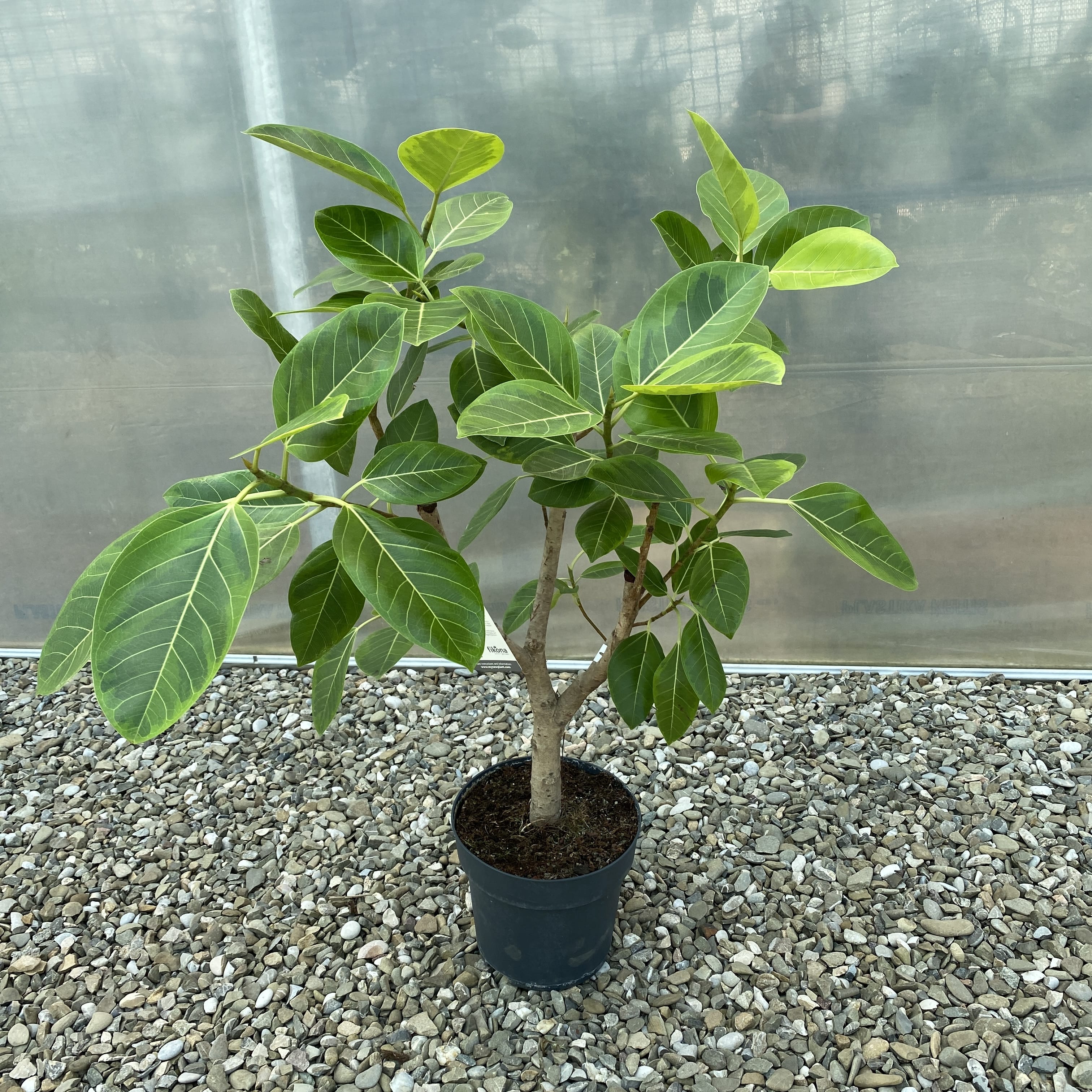variegated ficus altissima Ficus altissima 'Yellow Gem' variegated ramificat – Secret Garden Plant Shop