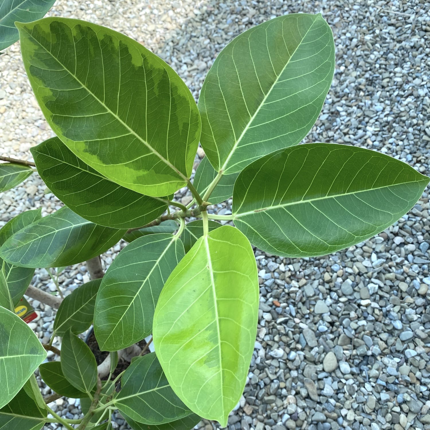 Ficus altissima 'Yellow Gem' variegated ramificat