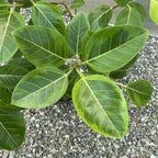 Ficus altissima 'Yellow Gem' variegated ramificat