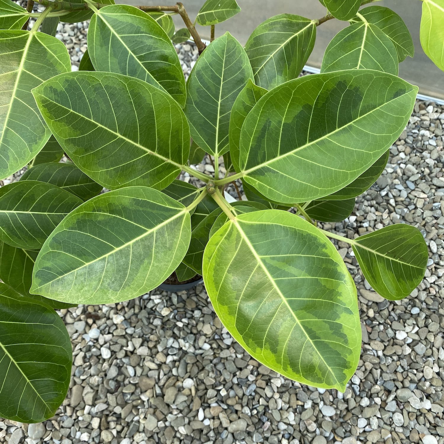 Ficus altissima 'Yellow Gem' variegated ramificat