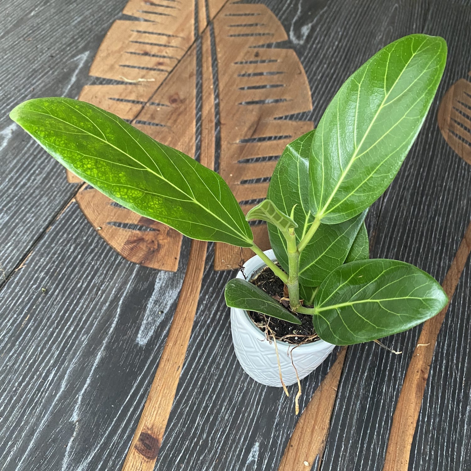 Ficus Audrey (Ficus benghalensis, Banyan fig) *babyplant