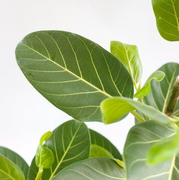 Ficus Audrey (Ficus benghalensis, Banyan-Feige) *Babypflanze